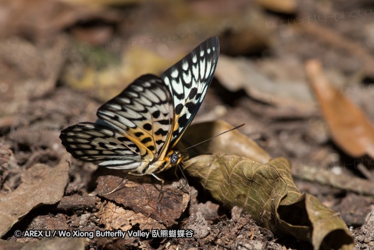 130330_inthanon_064.jpg