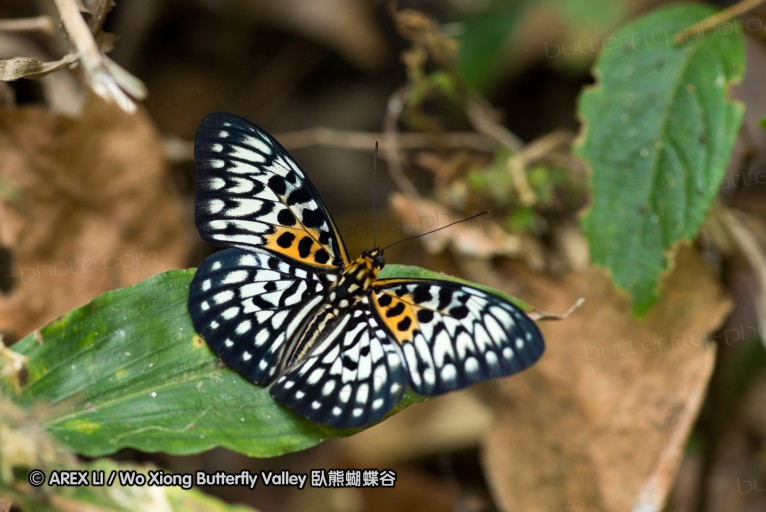 130330_inthanon_066.jpg