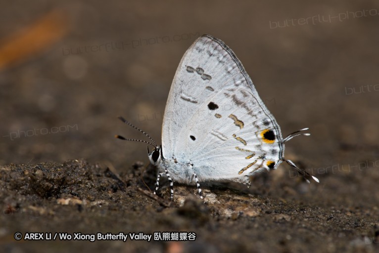 130330_inthanon_070.jpg