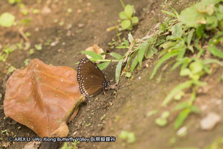 130330_inthanon_072.jpg