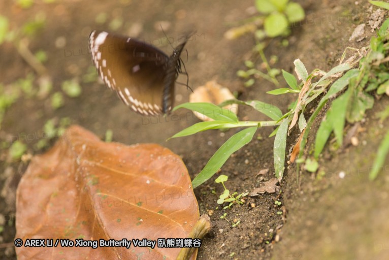 130330_inthanon_073.jpg