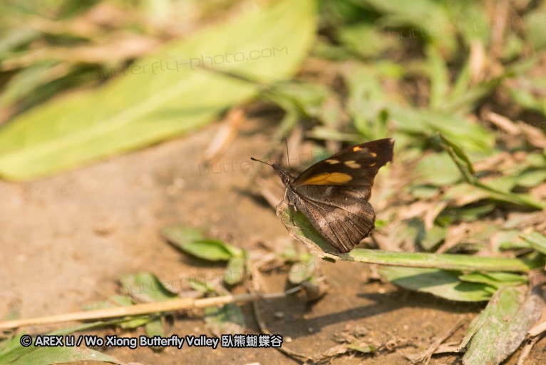 130331_phahompok_009.jpg