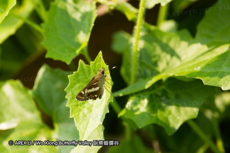 130331_phahompok_011.jpg