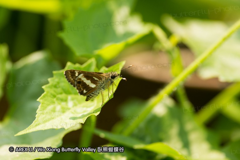 130331_phahompok_012.jpg
