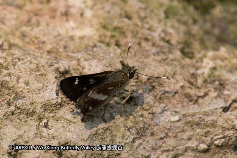 130331_phahompok_014.jpg