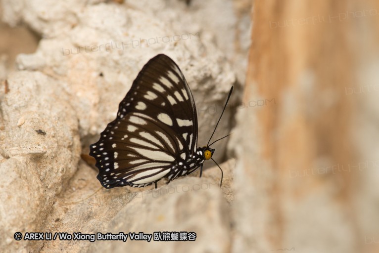 130331_phahompok_024.jpg