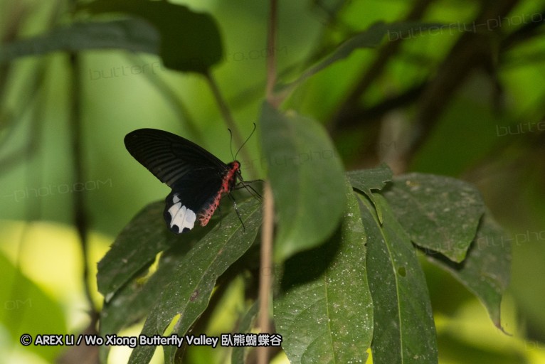 130331_phahompok_029.jpg