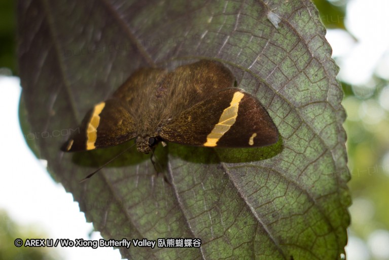 130331_phahompok_042.jpg