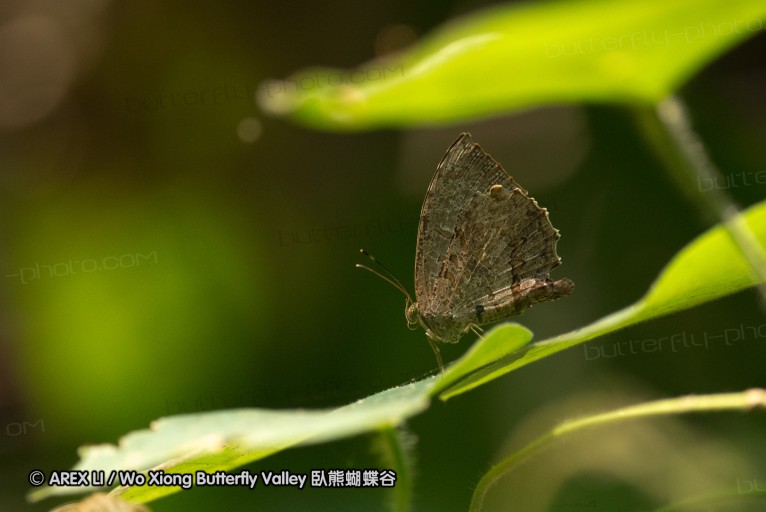 130331_phahompok_067.jpg