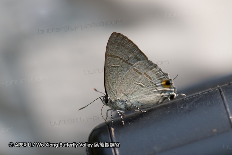 130401_huainamdang_024.jpg