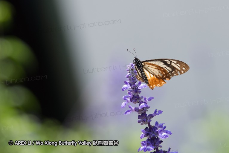130401_huainamdang_046.jpg