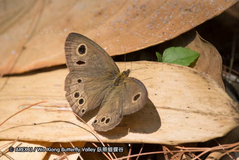 130401_huainamdang_052.jpg