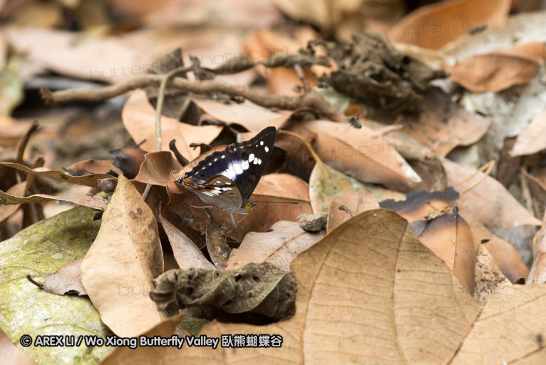 130402_chiangdao_028.jpg