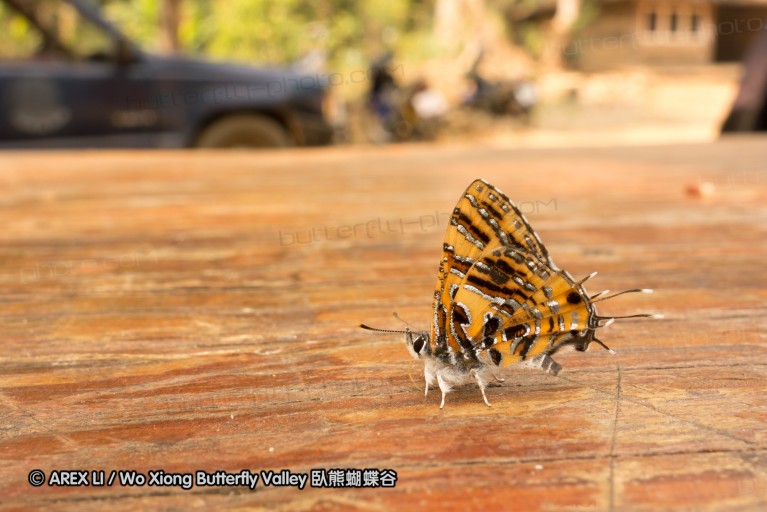 130402_chiangdao_034.jpg