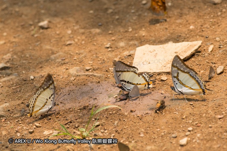 130402_chiangdao_076.jpg