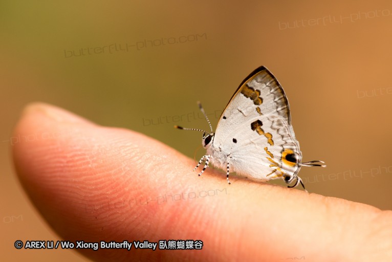 130402_chiangdao_100.jpg