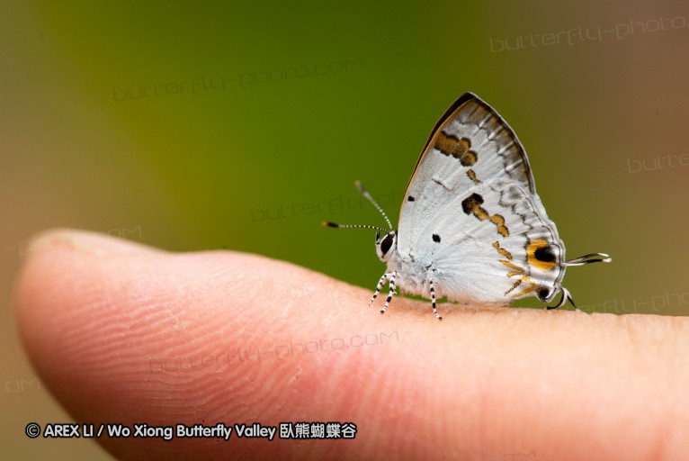 130402_chiangdao_101.jpg
