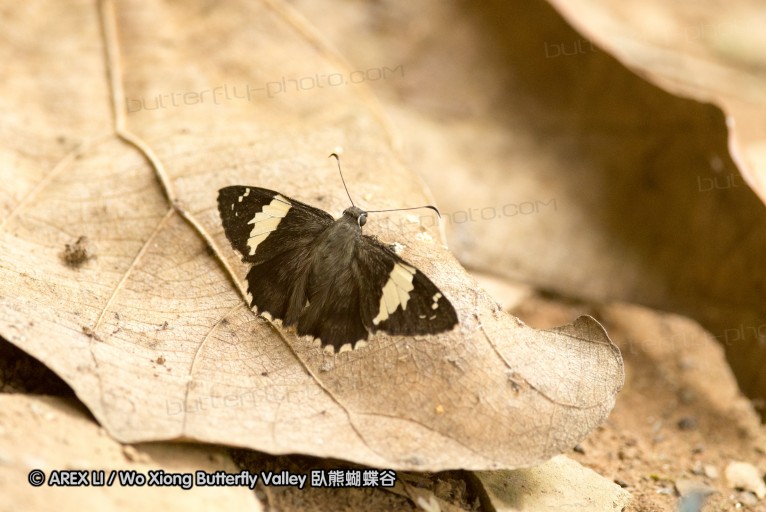 130402_chiangdao_107.jpg