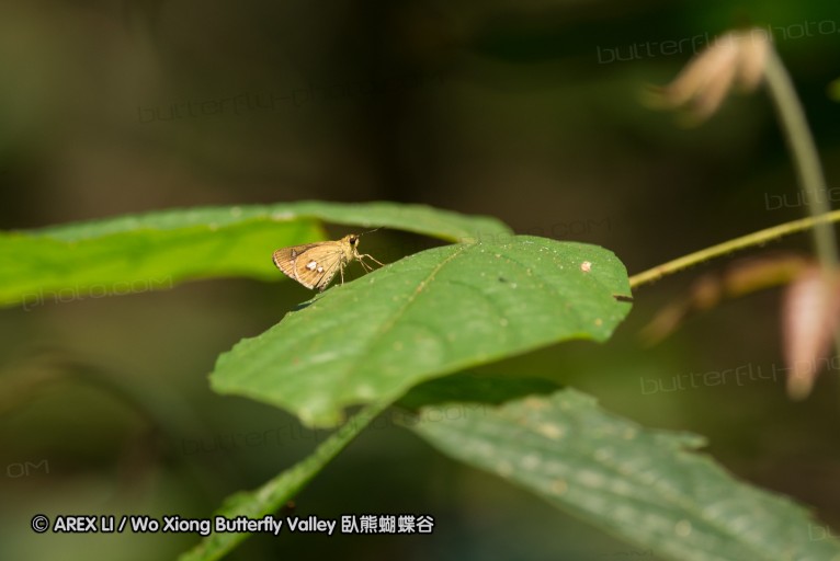 130402_chiangdao_137.jpg