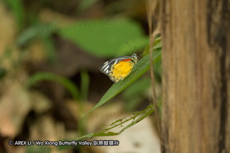 130402_chiangdao_152.jpg