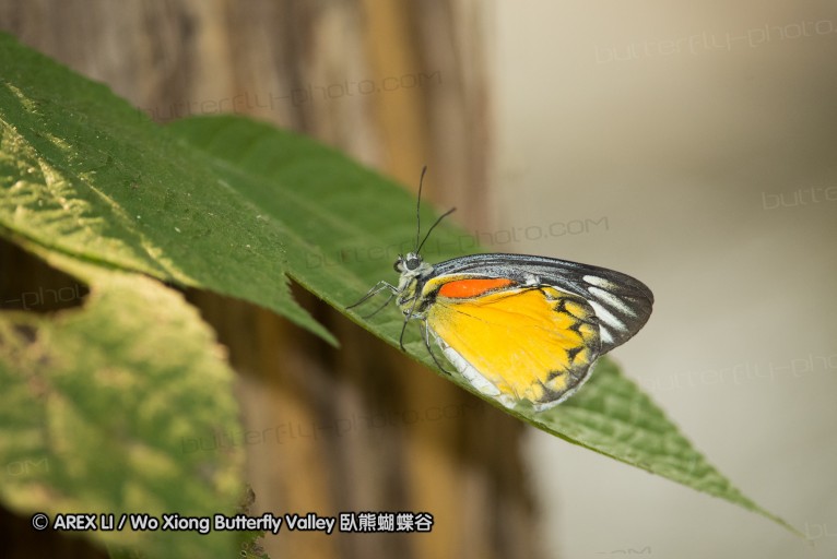 130402_chiangdao_156.jpg