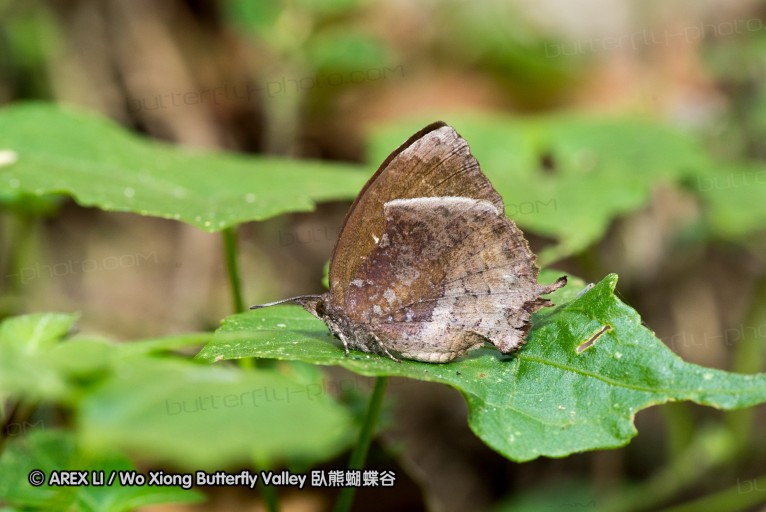 130402_chiangdao_161.jpg