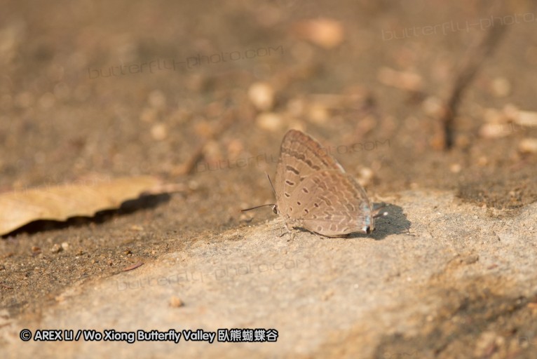 130403_inthanon_005.jpg