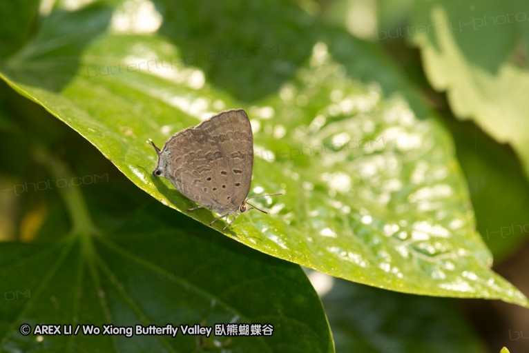 130403_inthanon_008.jpg