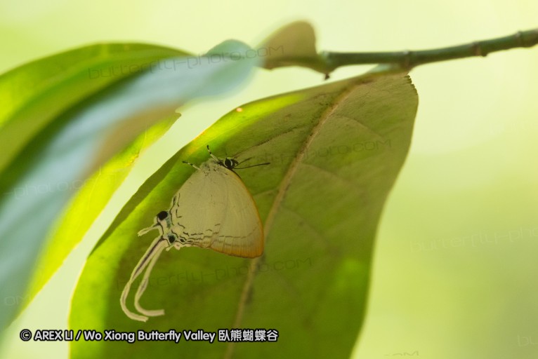 130403_inthanon_012.jpg