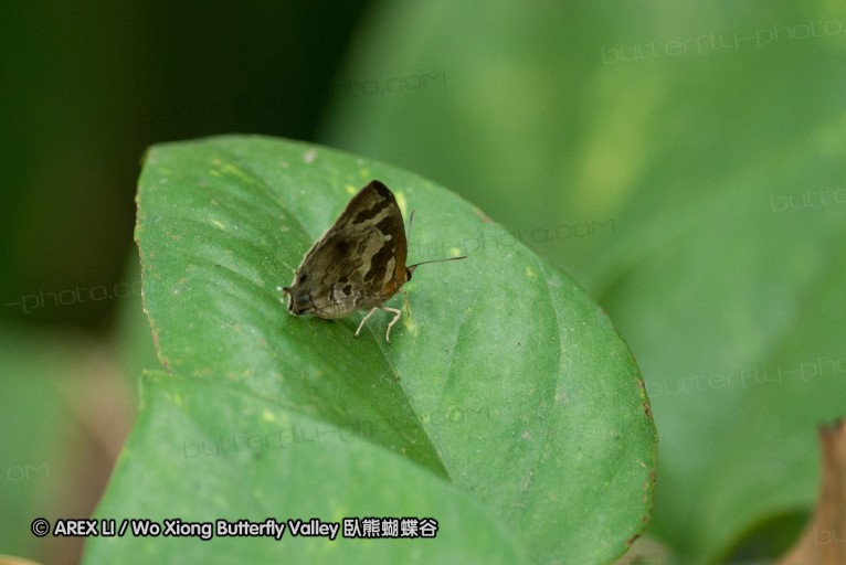 130403_inthanon_033.jpg