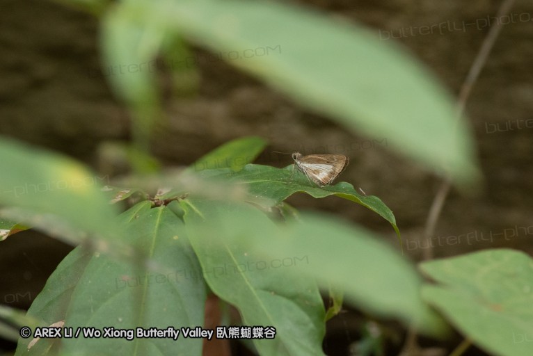 130403_inthanon_041.jpg