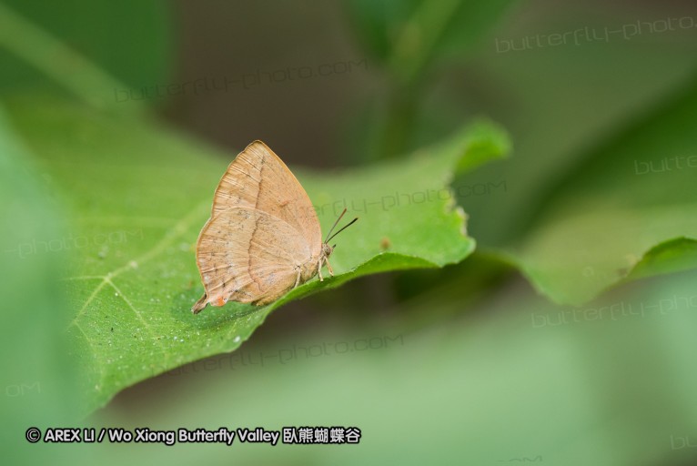 130403_inthanon_057.jpg