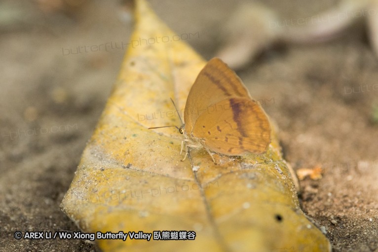 130403_inthanon_073.jpg