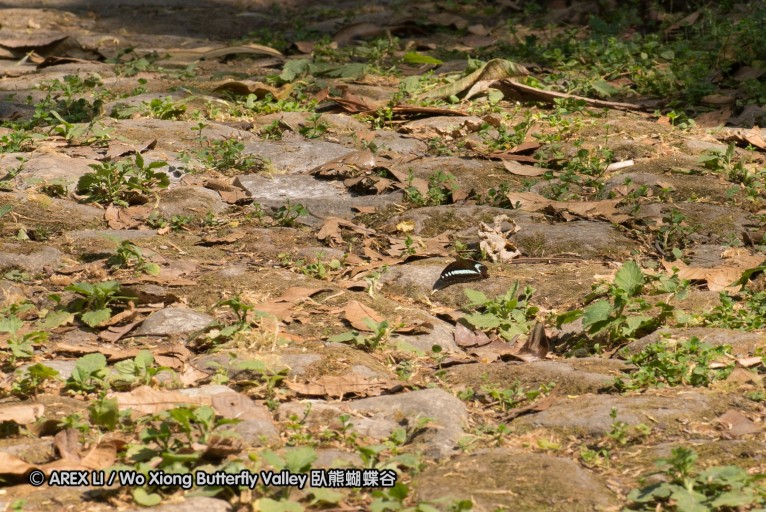 130403_inthanon_083.jpg