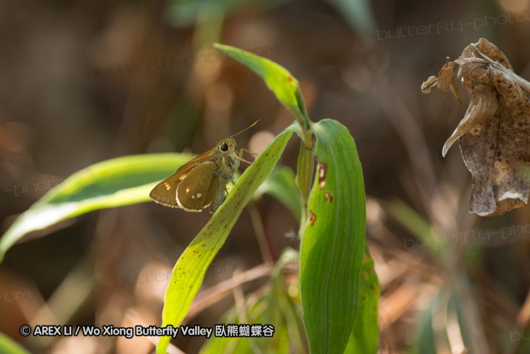 130404_suthep_025.jpg