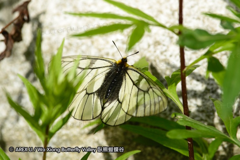 130518_honghegu_010.jpg