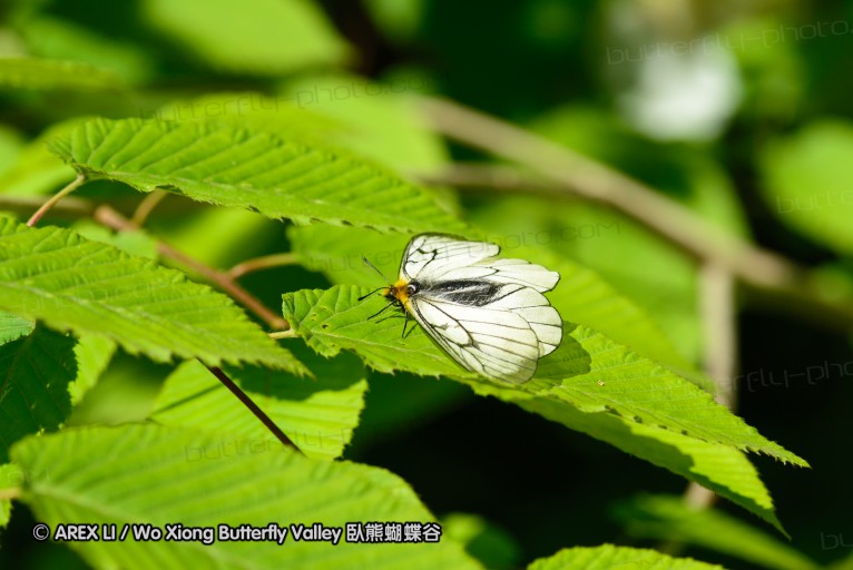 130518_honghegu_012.jpg