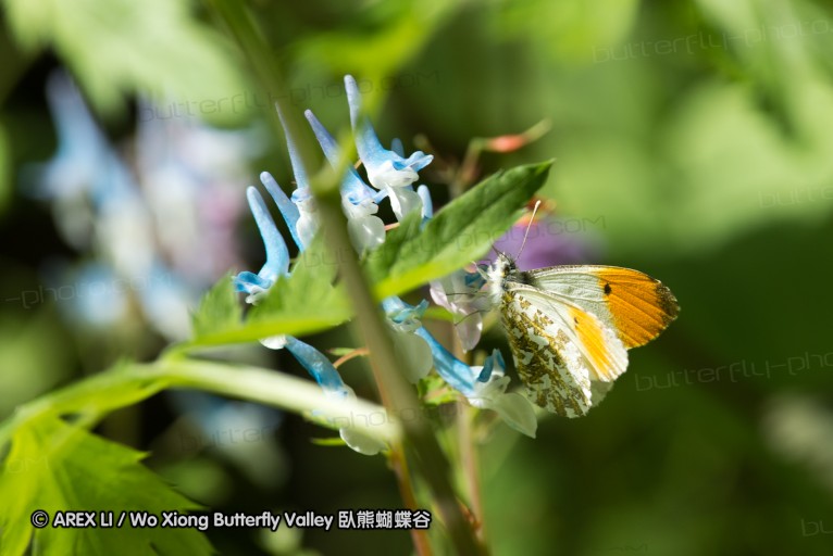 130518_honghegu_034.jpg