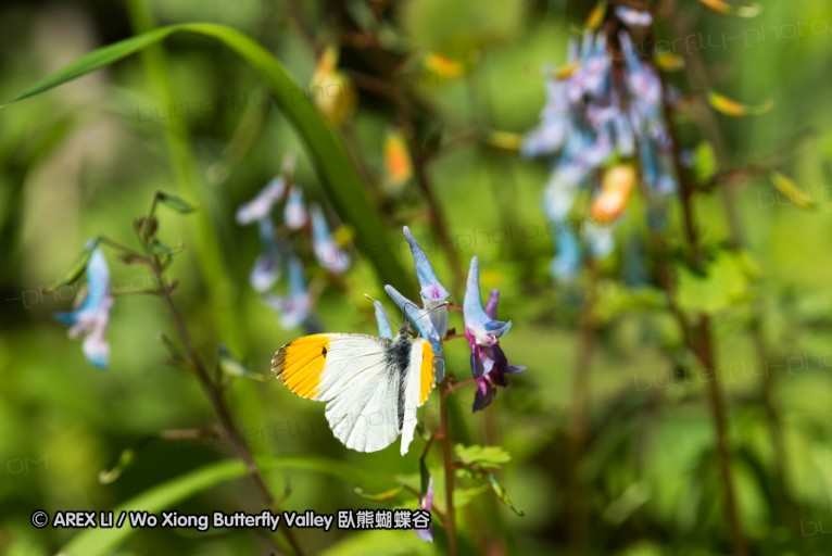 130518_honghegu_037.jpg
