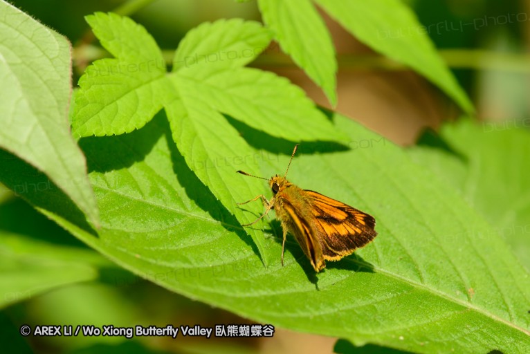 130602_takao_68.jpg