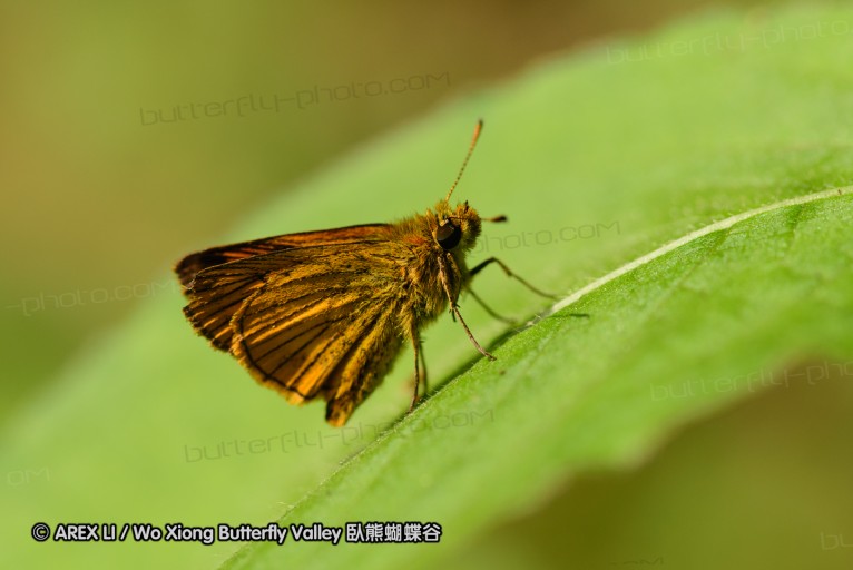 130602_takao_70.jpg