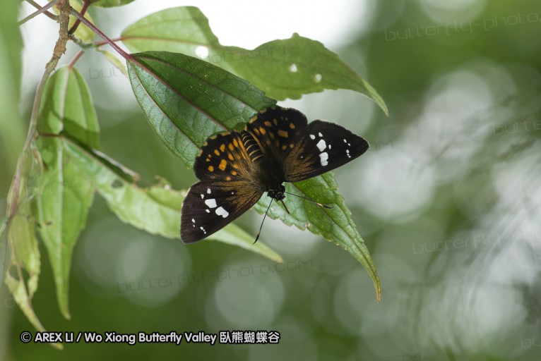 130609_rarashan_025.jpg