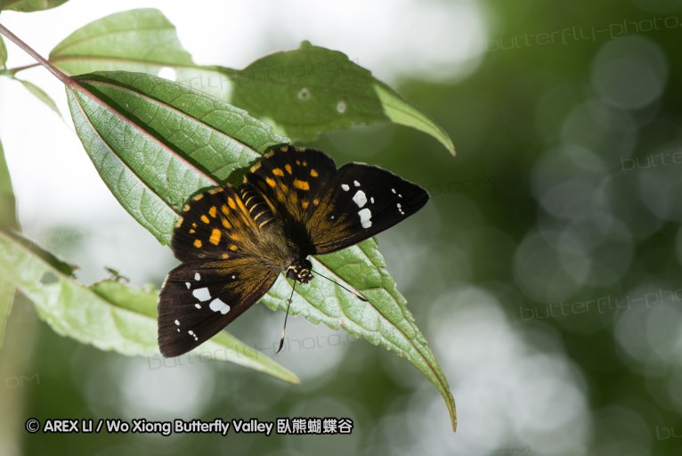 130609_rarashan_026.jpg