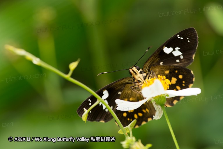 130609_rarashan_030.jpg