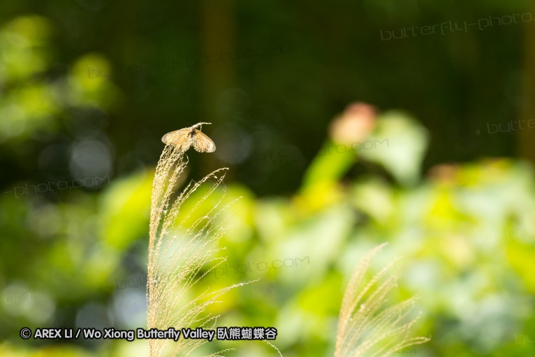 130609_rarashan_038.jpg