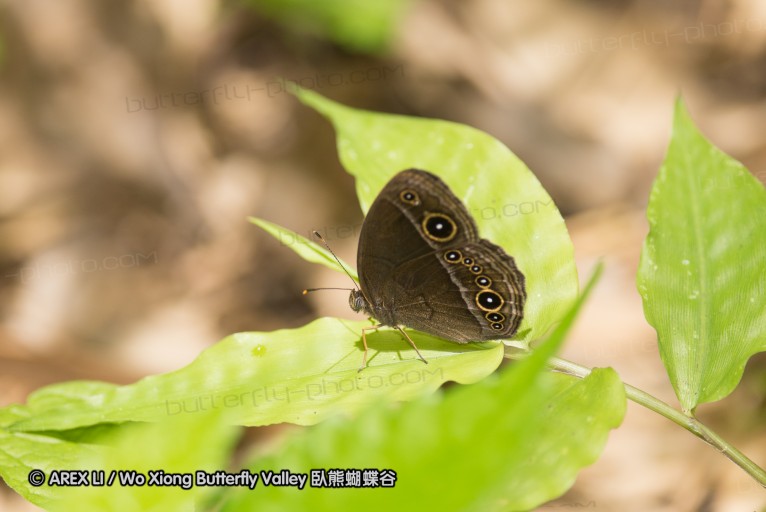 130609_rarashan_040.jpg