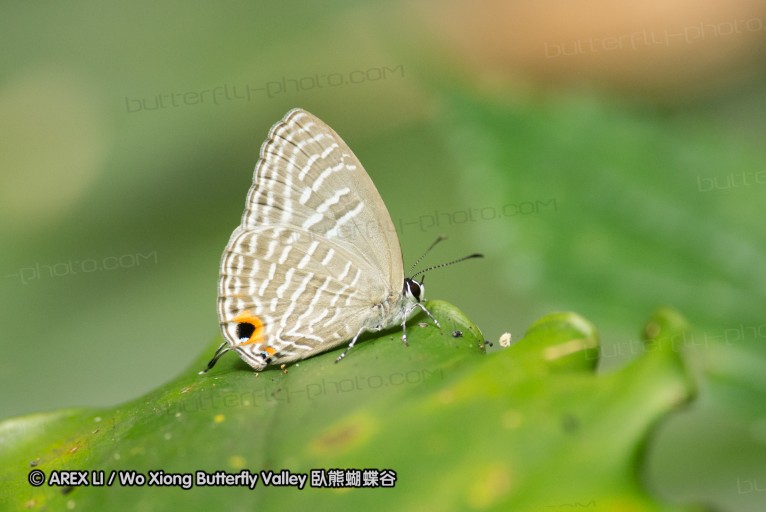 130609_rarashan_042.jpg
