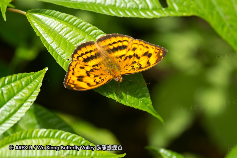 130609_rarashan_051.jpg