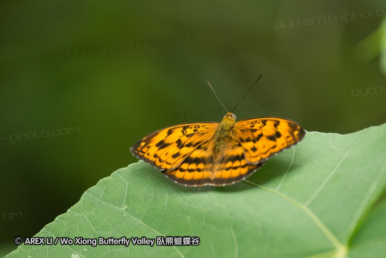 130609_rarashan_053.jpg