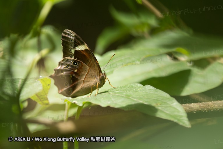 130609_rarashan_055.jpg